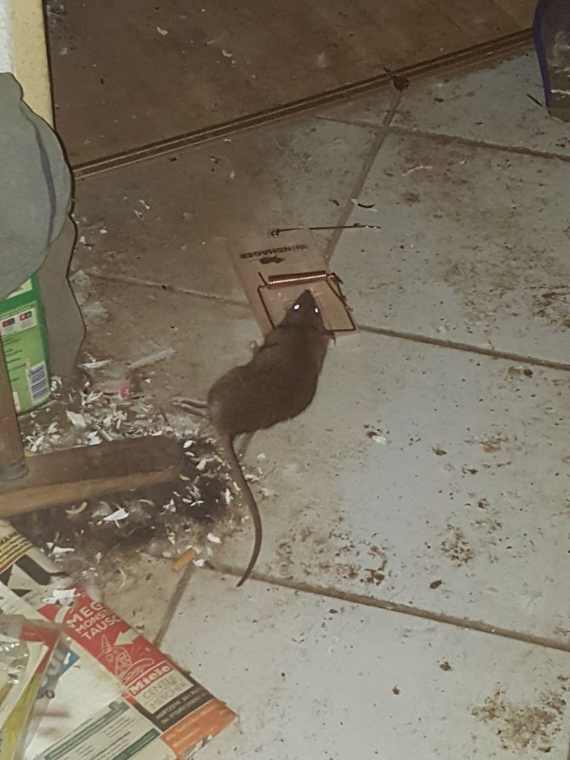 Schädlingsbefall in stark verschmutzter Wohnung